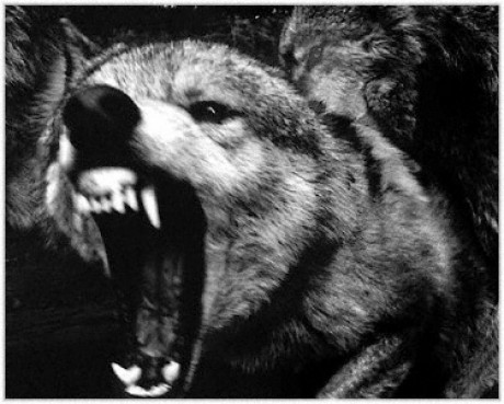 wolfgrowl